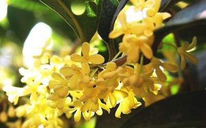 [图]【小学语文】薛法根《桂花雨》