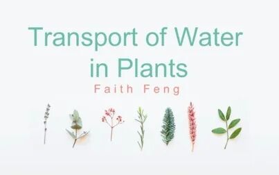 [图]【Biology】 Transport of Water in Plants