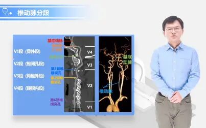 [图]08-头颈部动脉分段解剖