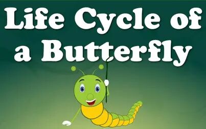 [图]蝴蝶的生命周期 Life Cycle of a Butterfly