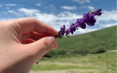 [图]草原的味道