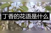 [图]丁香的花语是什么