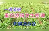 [图]赵九升老师讲述土壤肥料学!重茬障碍发生原理和解决办法第二讲!