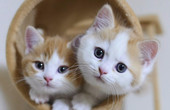 [图]子猫挑戦! ( kittens trying to climb a tower 3 )