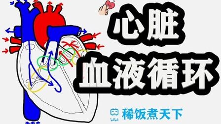 [图]「绘画解剖学 心脏」心脏的血液循环途径