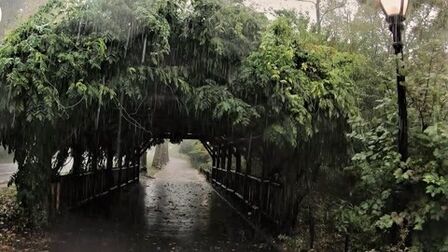 [图]极度舒适的雨中林间漫步 4K (建议戴耳机观赏)