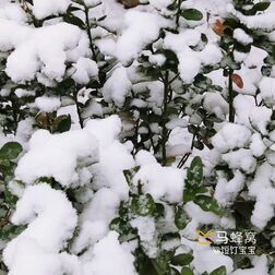 [图]北京初雪