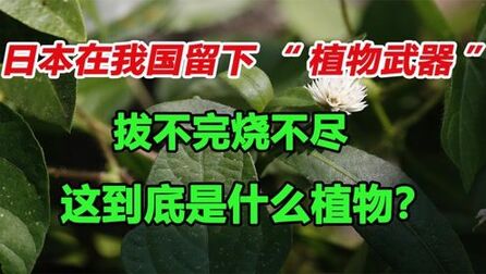 [图]日本在我国留下“植物武器”,拔不完烧不尽,这到底是什么植物?