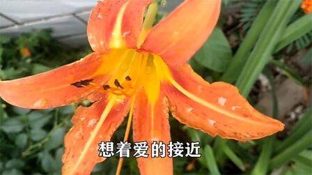 [图]粤语版一首《风中有朵雨做的云》太美了,你一定没听过!