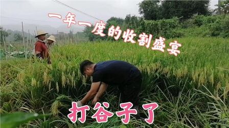 [图]春华秋实满庭芳。又到了收获的季节,思雨帮着大伯打谷子