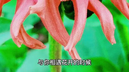 [图]相遇花开