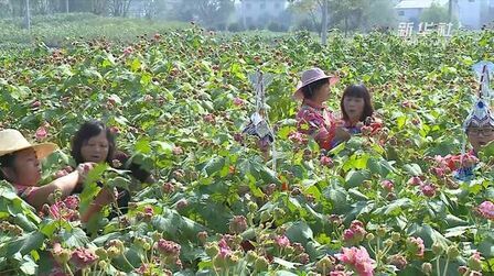 [图]芙蓉花开 畲民开怀