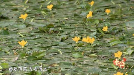 [图]《诗经》里有对莕菜的描写?原来莕菜是爱情的象征