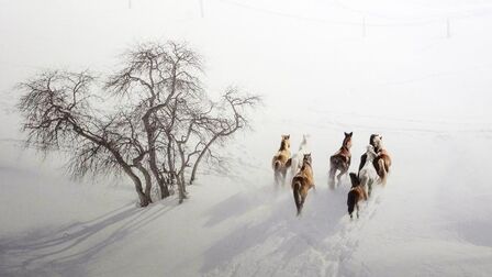 [图]经典诗词朗诵:岑参《白雪歌送武判官归京》