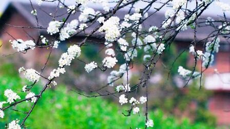 [图]陈瑞-又是梨花白 小轩窗外瑞雪洁白 为谁美丽为谁在等待