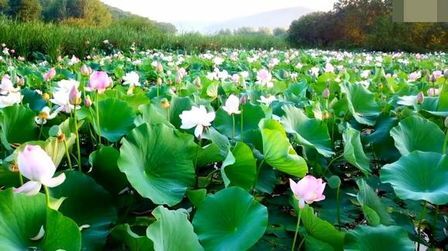 [图]夏日全民旅行记 赏荷避暑上海松江新浜 香远益清曲水荷香