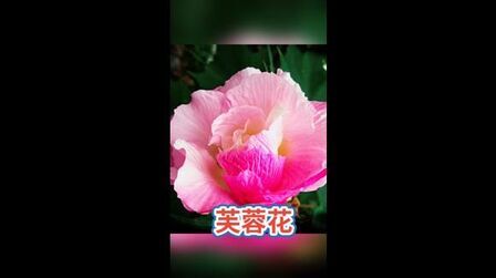 [图]《芙蓉花开》