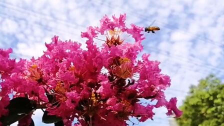 [图]紫薇花开百日红,风摇盛夏更艳丽!