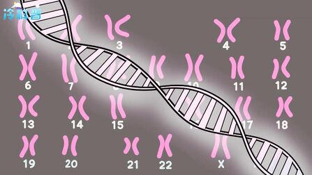 [图]父母基因是怎样遗传给孩子的?用DNA亲子鉴定法解析,看原理就知