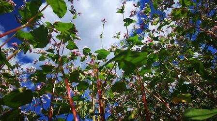 [图]荞麦花开了