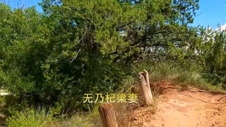 [图]古诗词朗诵《西北有高楼》两汉-佚名--交疏结绮窗,阿阁三重阶