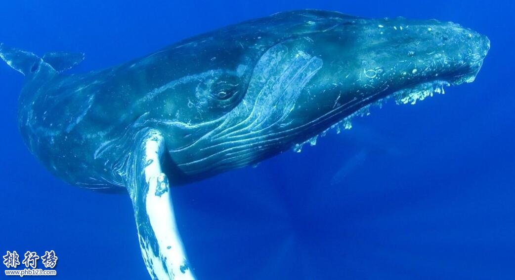 世界上最大的十种鲸鱼蓝鲸最大第4种睾丸重500公斤