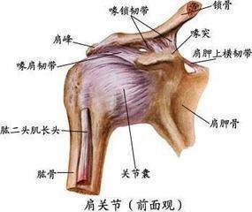 05关节头:与关节窝紧扣,进行运动.06,关节窝:与关节头紧扣,进行运动.