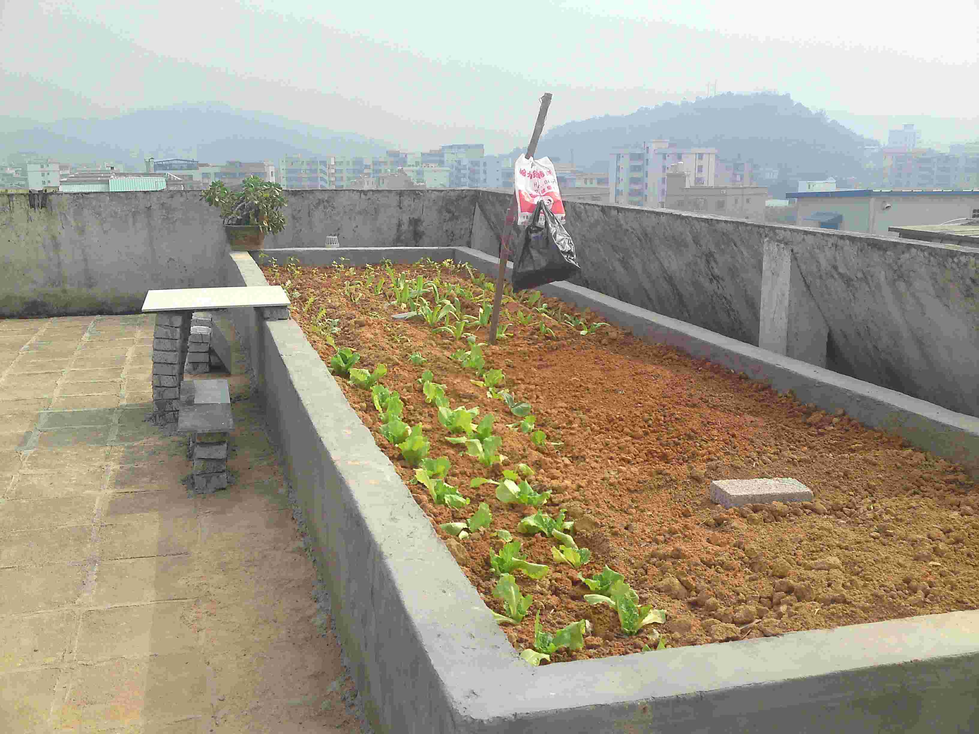 生菜种植方法