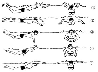  蛙泳配合技术通常采用1次腿,1次臂,1次呼吸(1:1:1)配合技术.