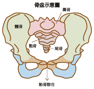 耻骨位于人体的中部,男女生殖器都从耻骨中间通过,因此耻骨具有保护内