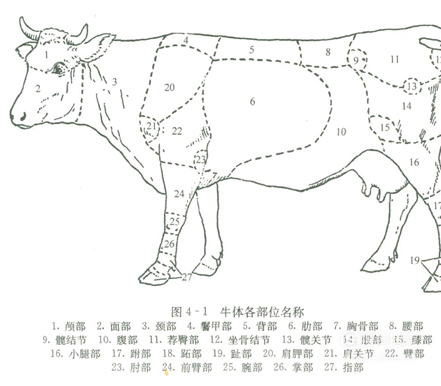 牛身上各部位肉名称(食材)解析