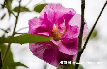 木芙蓉别名芙蓉花,拒霜花,木莲,地芙蓉,华木,原产中国.