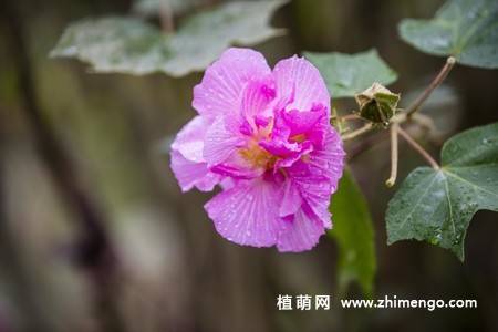 木芙蓉别名芙蓉花,拒霜花,木莲,地芙蓉,华木,原产中国.