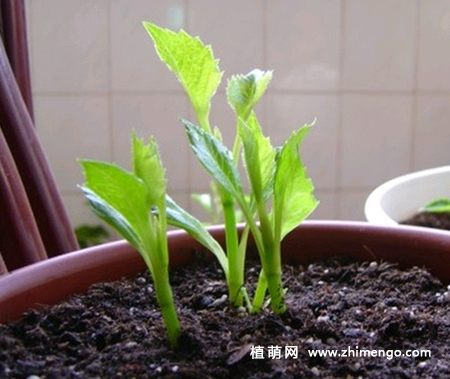 大丽花种子发芽需要适当遮荫,出苗整齐后逐渐撤去薄膜,并把幼苗移到阳