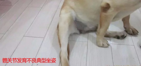 狗狗髋关节发育不良chd怎么办日常注意什么