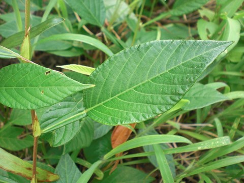 葫芦茶图片葫芦茶的功效作用有哪些