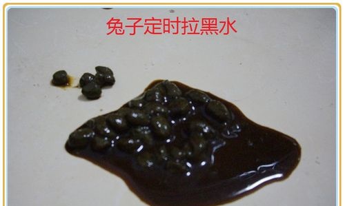 兔子拉肚子拉稀腹泻的治疗方法