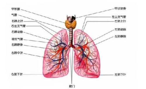 如何维持肺部的健康