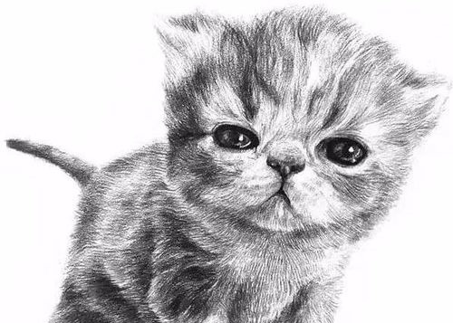 如何素描一只可爱的小猫咪