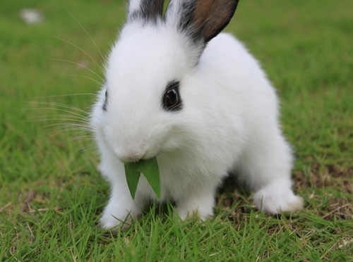 养兔子还需要注意球虫病 在购买兔子回家之前,记得询问号兔子年龄和有