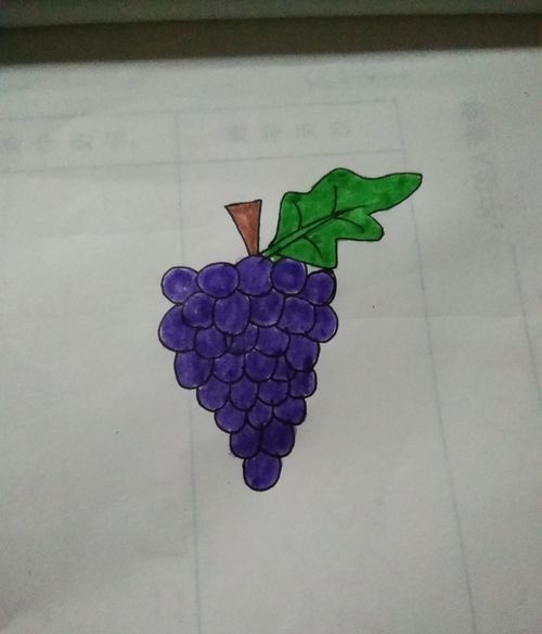 葡萄的简笔画