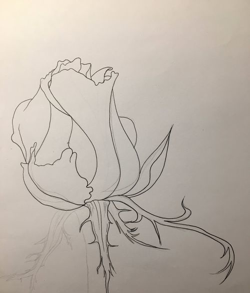 情人节玫瑰花简笔画玫瑰花朵线描画