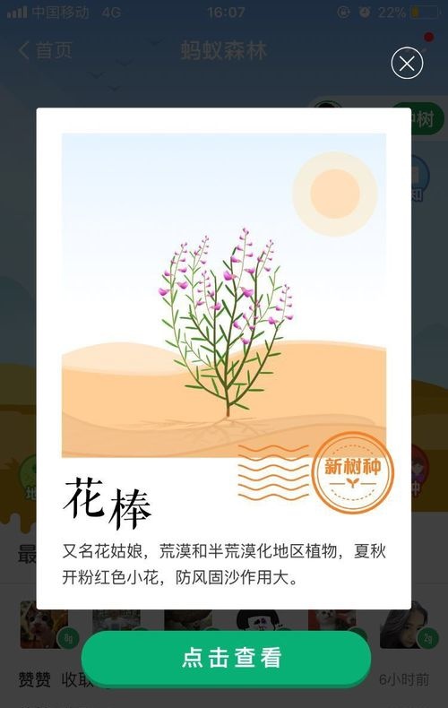 蚂蚁森林花棒怎么种