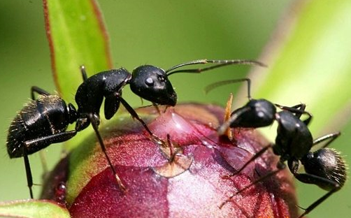 黑蚂蚁的营养价值作用与功效