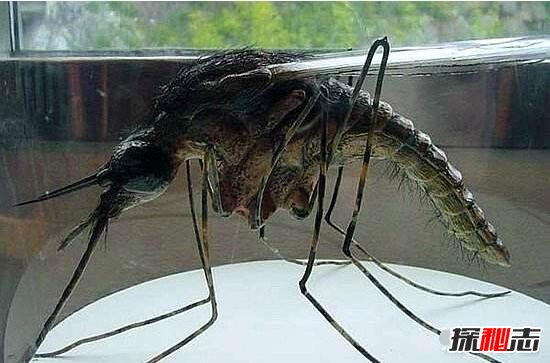 世界上最大的蚊子金腹巨蚊长达40cm不吸血专吃昆虫