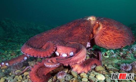 三,世界上最大的章鱼,北太平洋巨型章鱼(554斤/9.8米)