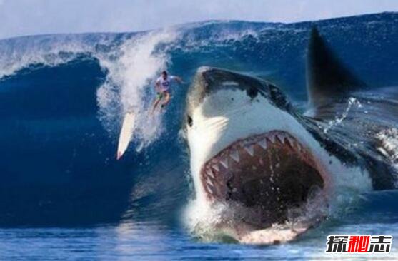 世界上最凶猛的鲨鱼牛鲨没有天敌最后却被自己撑死