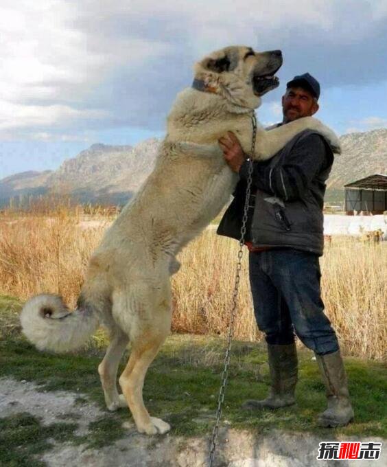 世界上最大的狗排名土耳其坎高犬堪比小马能骑乘