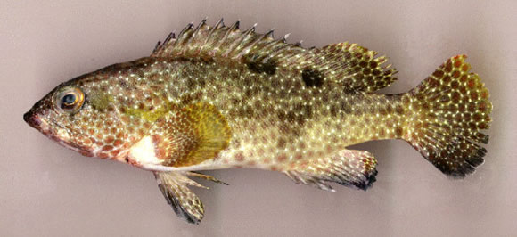 石斑鱼有许多不同的种类,最常见的有花狗斑,红斑,苏鼠斑,泥斑,老鼠斑