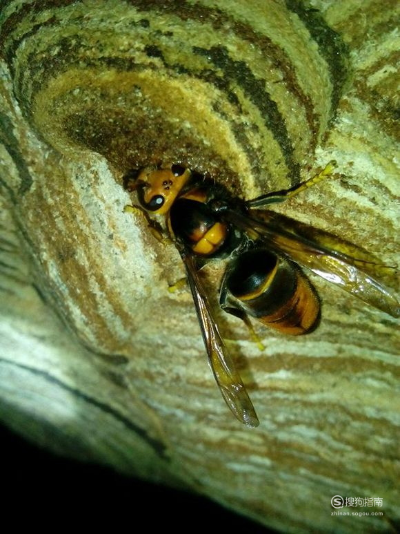 06 黄脚胡蜂 别名:葫芦蜂,花脚仔,凹纹胡蜂,赤尾胡蜂,黄脚仔,黑胸胡蜂